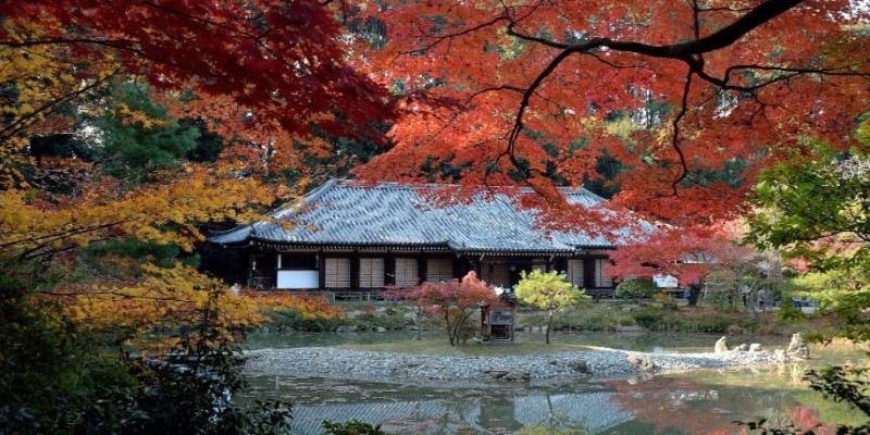 Autumn Wonders of Kyoto: A Complete Travel Guide for Fall Visitors