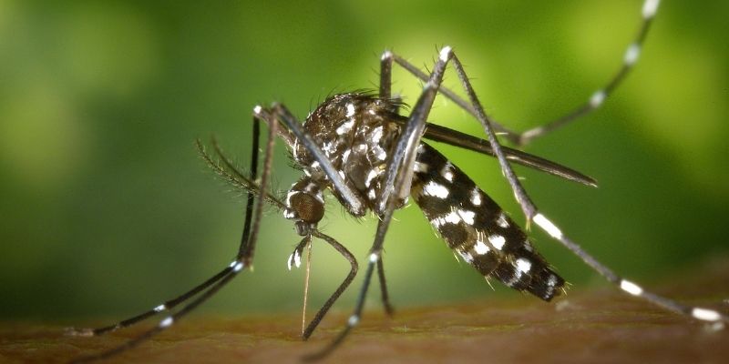 Signs and Symptoms of Dengue Fever You Should Know